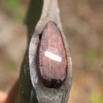 Chestnut Bush Axe with Leather Shoulder Rig