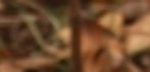 cropped-Kephart1-7.jpg