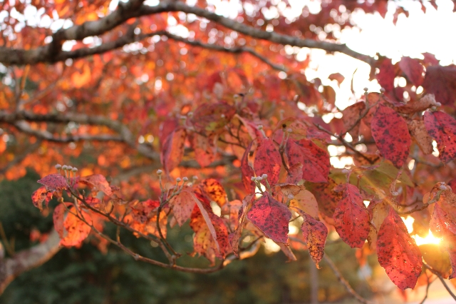 Happy Fall!